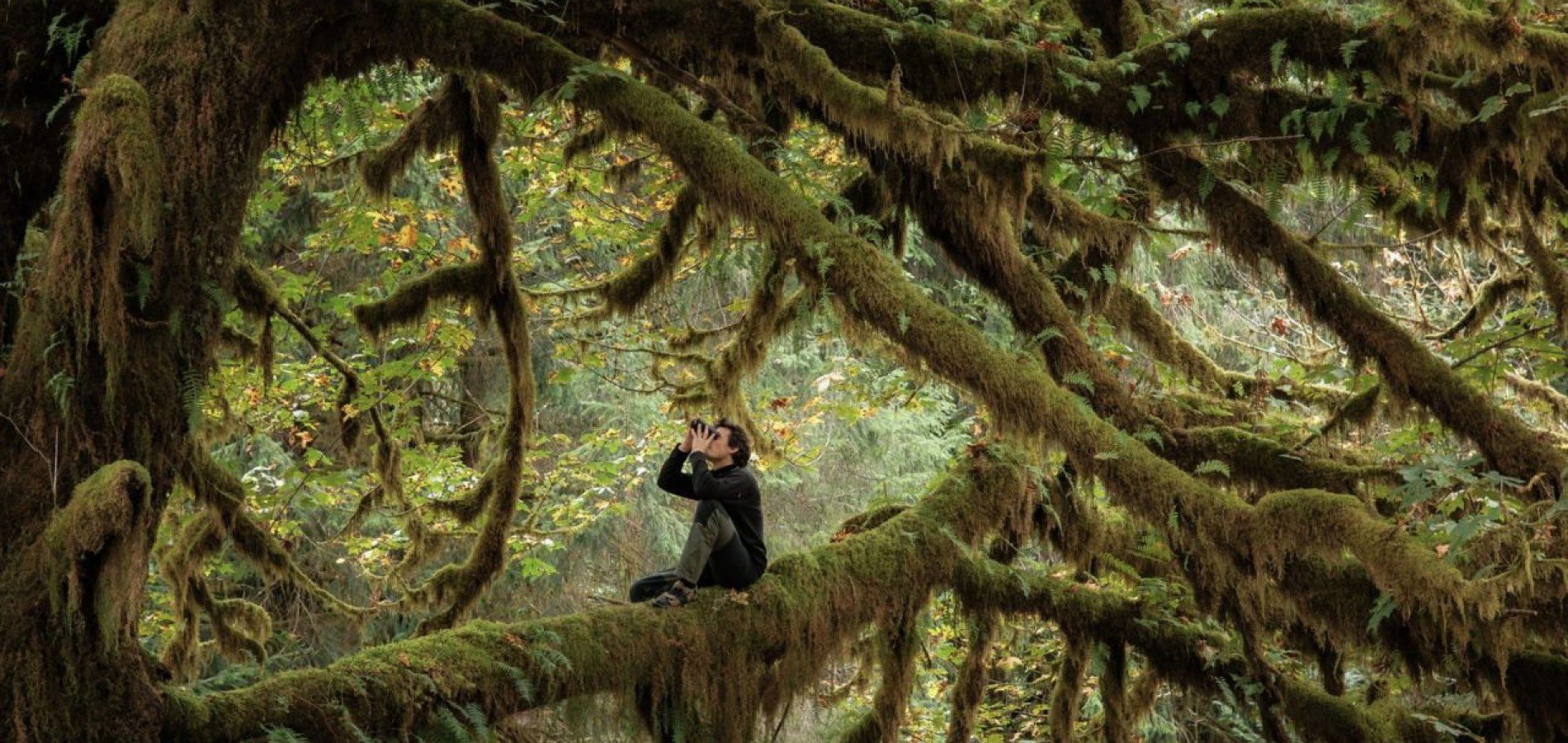 actualité "Le chant des forêts"
